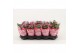 Kalanchoe rosalina don geraldo Catchy Season paars 