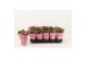 Kalanchoe rosalina don amador Catchy Season rood 