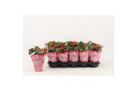Kalanchoe rosalina don amador Catchy Season rood