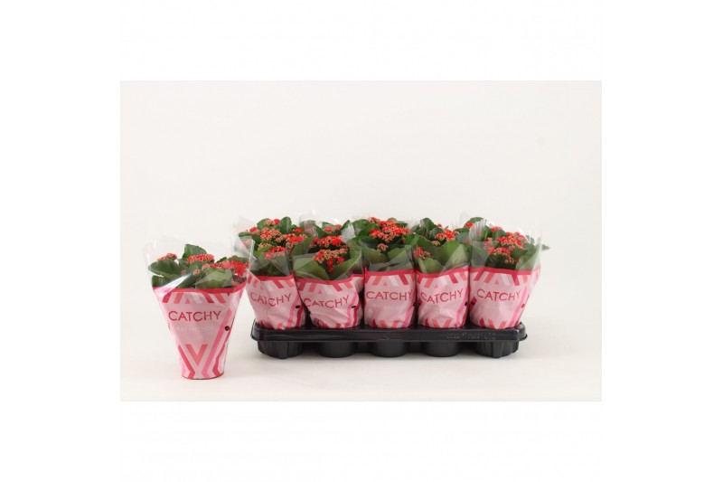 Kalanchoe rosalina don amador Catchy Season rood 