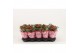 Kalanchoe rosalina don amador Catchy Season rood 