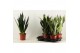 Sansevieria trifasciata Sansevieria Super mix 17 cm 