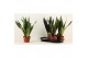 Sansevieria trifasciata Sansevieria Super mix 17 cm 