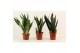 Sansevieria trifasciata Sansevieria Super mix 17 cm 
