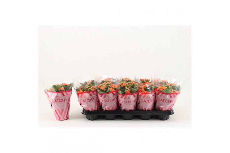 Kalanchoe perfecta orange Catchy Season oranje 