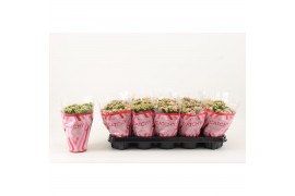 Kalanchoe rosalina alano bicolor Catchy Season Pink-White
