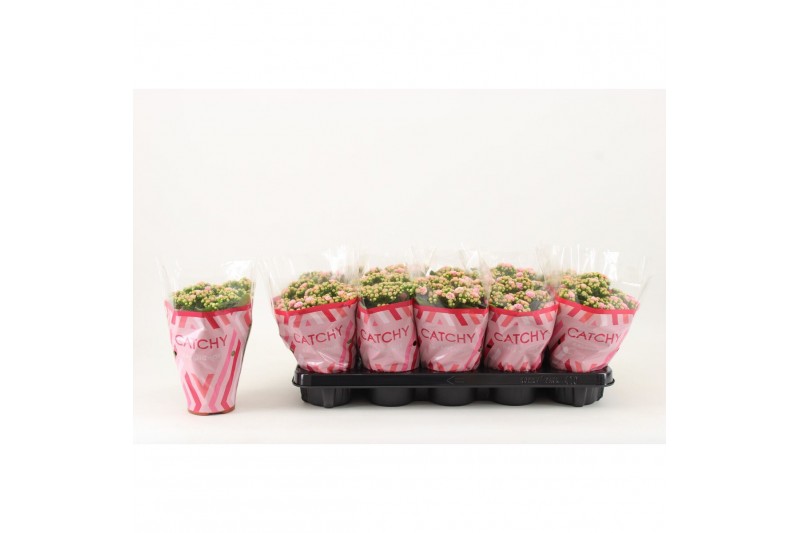 Kalanchoe rosalina alano bicolor Catchy Season Pink-White 