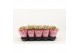 Kalanchoe rosalina alano bicolor Catchy Season Pink-White 