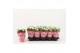 Kalanchoe calandiva whites Catchy Season White 