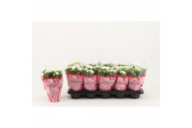 Kalanchoe calandiva whites Catchy Season White
