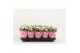 Kalanchoe calandiva whites Catchy Season White 