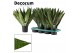 Sansevieria zeylanica fan decorum 