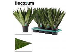 Sansevieria zeylanica fan decorum