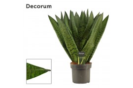 Sansevieria zeylanica Fan
