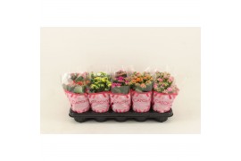 Kalanchoe blossfeldiana gevuld mix Catchy Season Mix