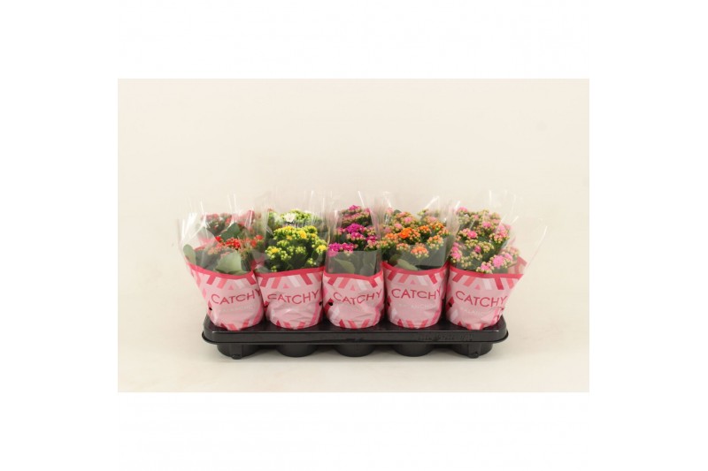 Kalanchoe blossfeldiana gevuld mix Catchy Season Mix 