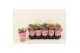 Kalanchoe blossfeldiana gevuld mix Catchy Season Mix 