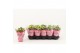 Kalanchoe rosalina amarillo yellow Catchy Season geel 