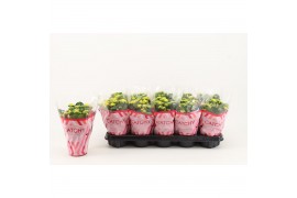 Kalanchoe rosalina amarillo yellow Catchy Season geel