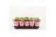 Kalanchoe rosalina amarillo yellow Catchy Season geel 