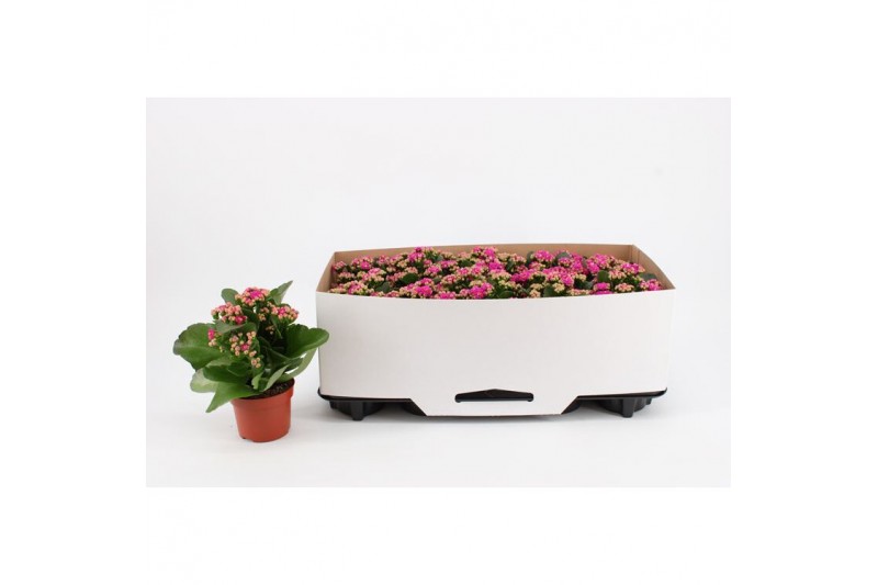 Kalanchoe rosalina paars Double Purple, in kraag Kalanchoe rosalina paars Double Purple, in kraag