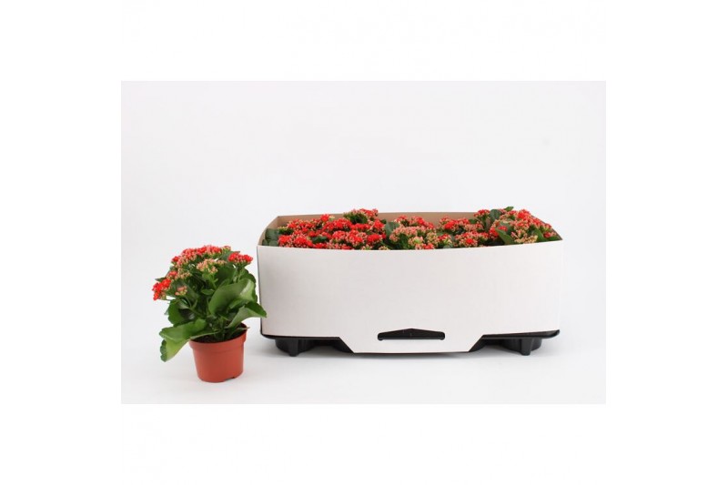 Kalanchoe rosalina rood Double Red, in kraag 