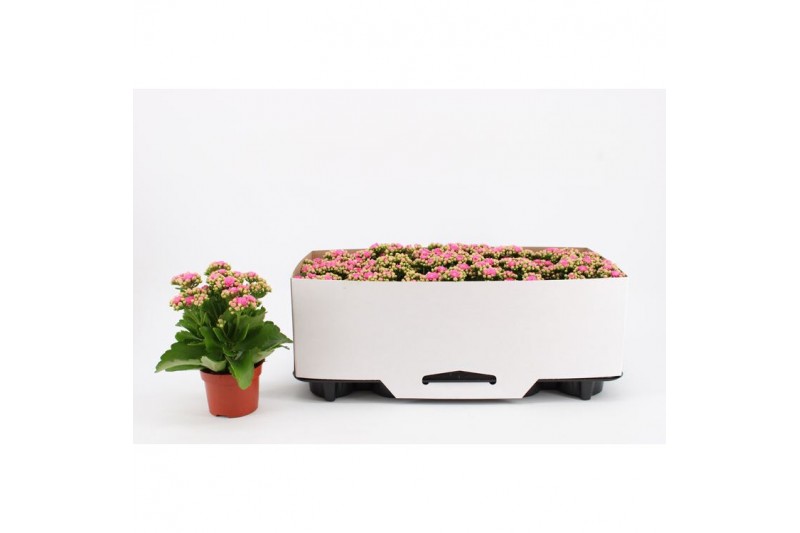 Kalanchoe rosalina roze in kraag 