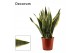 Sansevieria trifasciata futura superba decorum 