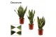 Sansevieria trifasciata super mix decorum 