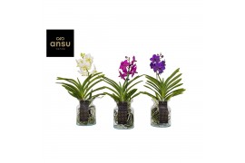 Vanda mix 0198 in bose glas