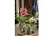 Vanda mix 0198 in bose glas 