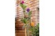 Vanda mix 0198 in bose glas 