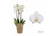 Phalaenopsis anthura leeds Duetto - 4 tak, 40+ bloem 