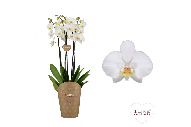 Phalaenopsis anthura leeds Duetto - 4 tak, 40+ bloem Phalaenopsis anthura leeds Duetto - 4 tak, 40+ bloem