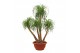 Beaucarnea recurvata vertakt decorum 