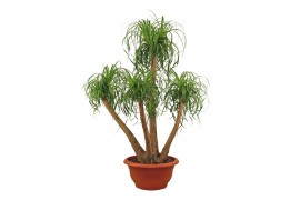 Beaucarnea recurvata vertakt decorum