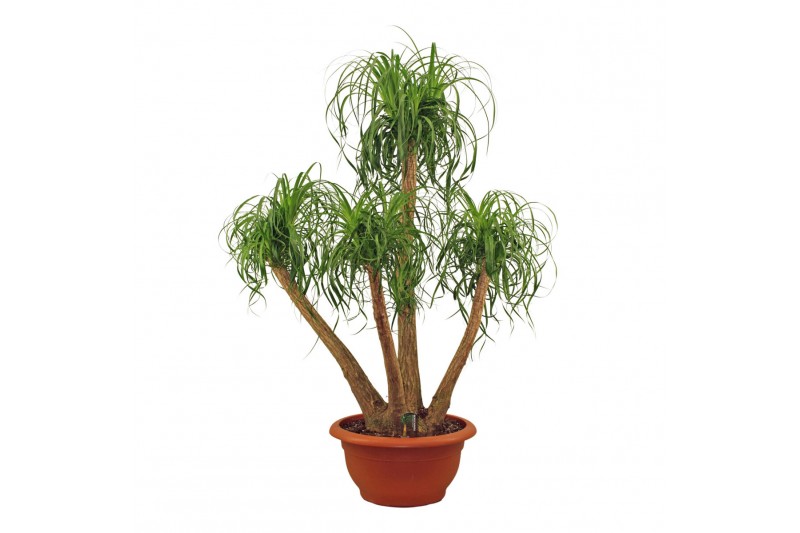 Beaucarnea recurvata vertakt decorum 