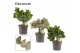 Euphorbia lactea decorum 