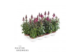 Antirrhinum majus rood