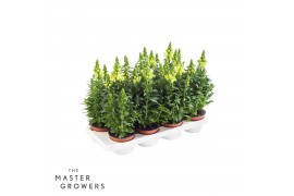 Antirrhinum majus geel