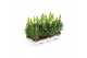Antirrhinum majus geel 