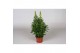 Antirrhinum majus geel 