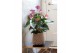 Anthurium andr. karma purple 