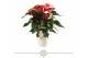 Anthurium andr. red champion 6+ 