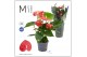 Anthurium andr. minnesota Mimesis Anthurium KARMA Red XXL - 12cm 4 bl. 