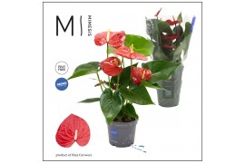 Anthurium andr. minnesota Mimesis Anthurium KARMA Red XXL - 12cm 4 bl.