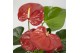 Anthurium andr. minnesota Mimesis Anthurium KARMA Red XXL - 12cm 4 bl. 