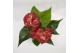 Anthurium andr. minnesota Mimesis Anthurium KARMA Red XXL - 12cm 4 bl. 