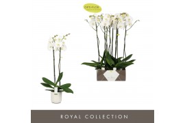 Phalaenopsis wit Bijoux Moonstone - 2 tak, 14+ bloem - Lazio White ker