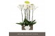 Phalaenopsis wit Bijoux Moonstone - 2 tak, 14+ bloem - Lazio White ker 
